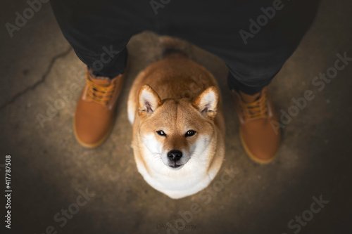 chien shiba inu assise au pied de son maître 