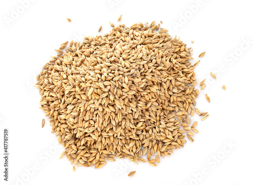 barley in studio