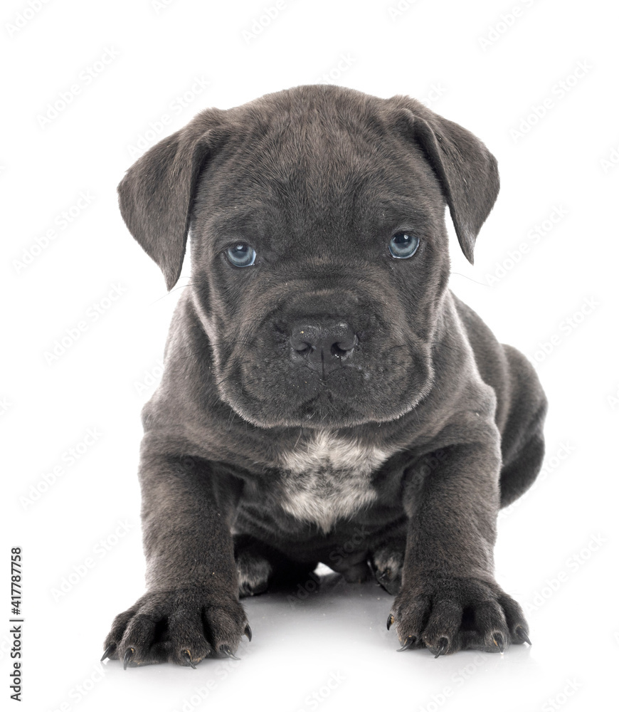 puppy cane corso