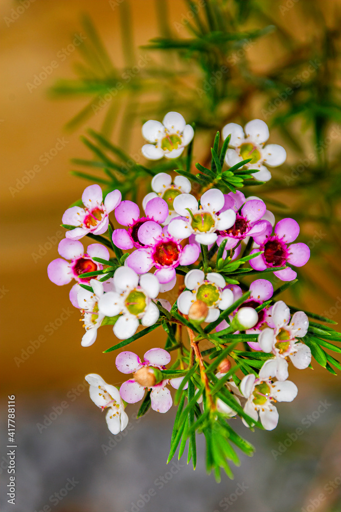Pink flowers of an Australian native Geraldton Wax cultivar, CWA Pink, Chamelaucium uncinatum, family Myrtaceae, endemic to Western Australia. Winter and spring flowering.