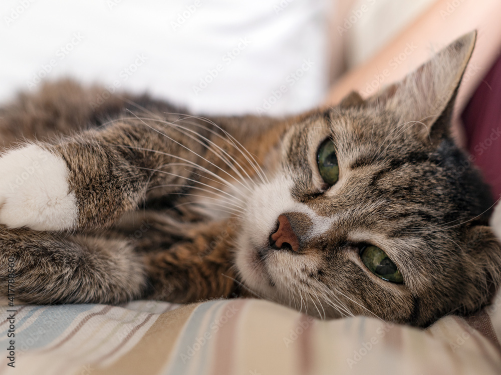 The European Shorthair cat is lying on the bed. Animal portrait. Close-up.