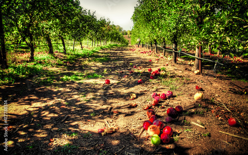 Fallen Apples on the Ground in Apple Orchard, Julian, California photo