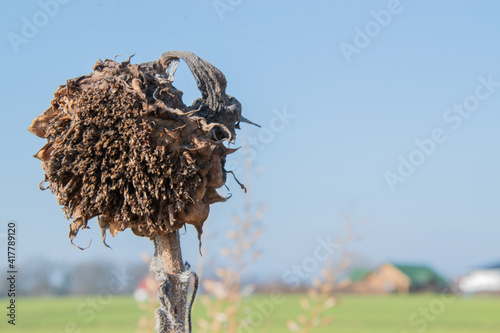 Verblühte und vertrocknete Sonnenblume auf einem Feld im März.