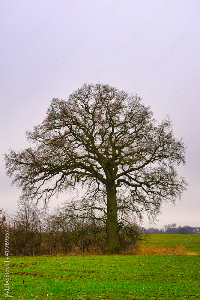 Fototapeta premium tree in spring