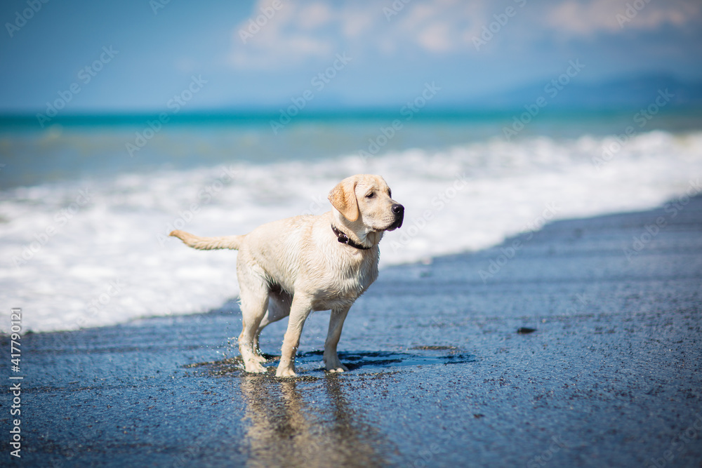 happy dog by the sea