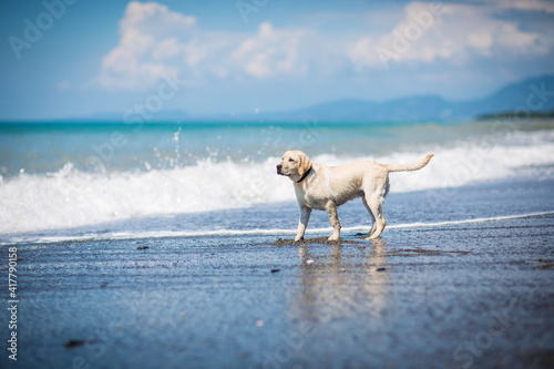Fototapeta Naklejka Na Ścianę i Meble -  happy dog by the sea