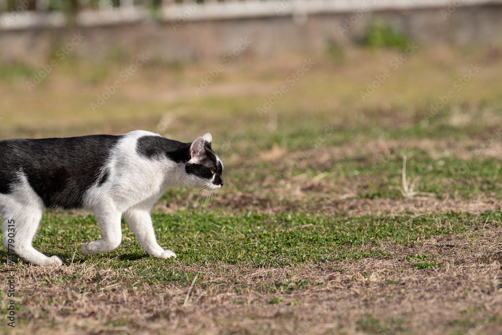 歩く猫　白黒猫