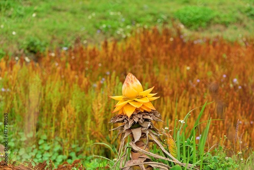 Diyong Golden Lotus (Musella lasiocarpa) was photographed in Hsinchu, Taiwan. photo