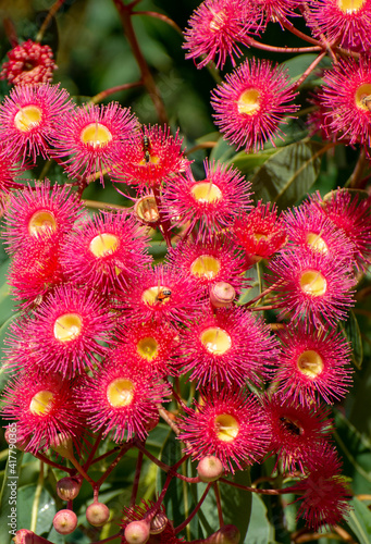 Red flowering gum tree blossoms and buds, Corymbia ficifolia Wildfire variety, Family Myrtaceae. Endemic to Stirling Ranges near Albany in on south west coast of Western Australia.