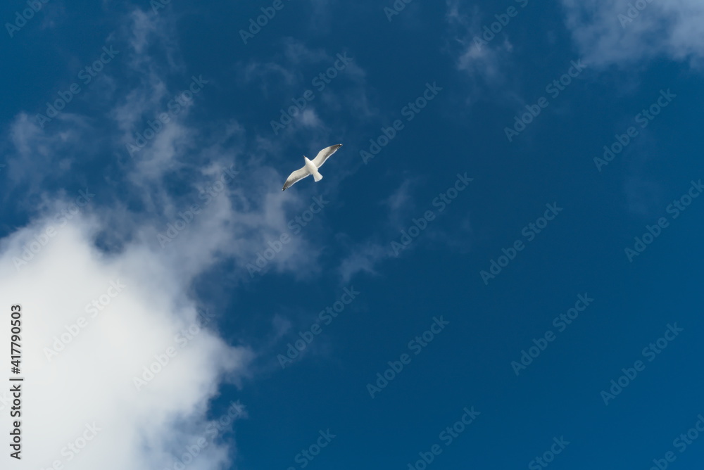 Fototapeta premium 青空に浮かぶカモメ