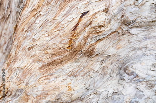 Local close up of Melaleuca bark