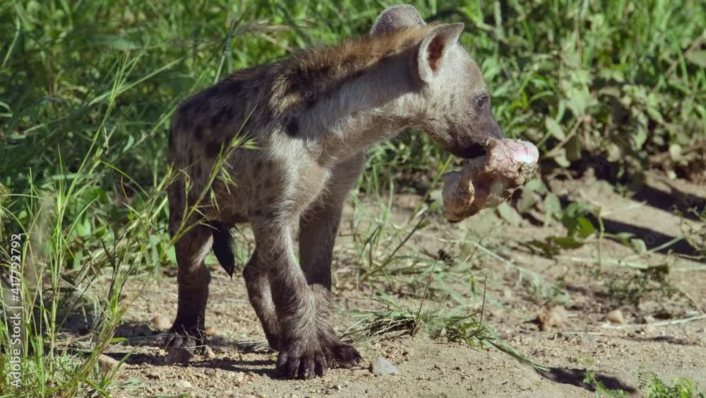 Cute slow motion of a Spotted Hyena cub walking with a bone in its mouth, Kruger National Park.