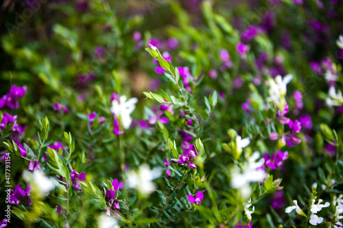 Leaves and flowers background