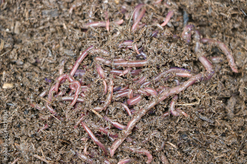 Group of earthworm live red worms in manure, (African Night Crawler) ,selective focus..