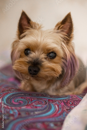 A small Yorkshire terrier with a stylish haircut from groomers sleeps on a soft bed or looks at a person. The puppy's coat is pink-purple. The color of the dog.
