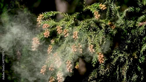 杉の花粉がスローモーションで飛ぶ