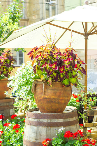 Big ceramic vase with growing various plants. Coleus and white Scaevolas aemula flower in large pot on summer terrace photo