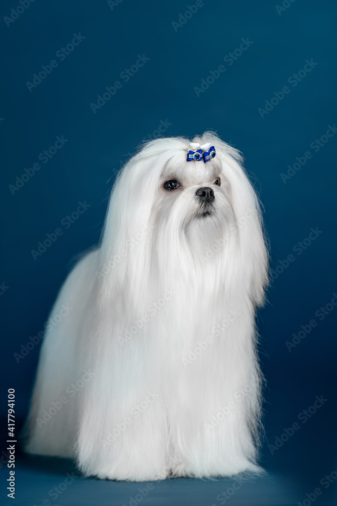 Beautiful doggy breed Maltese on a blue background