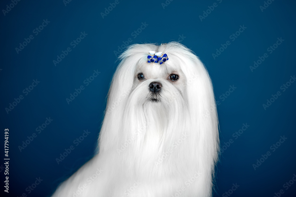 Beautiful doggy breed Maltese on a blue background Beautiful doggy breed Maltese on a blue background