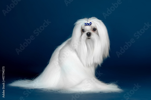 Beautiful doggy breed Maltese on a blue background