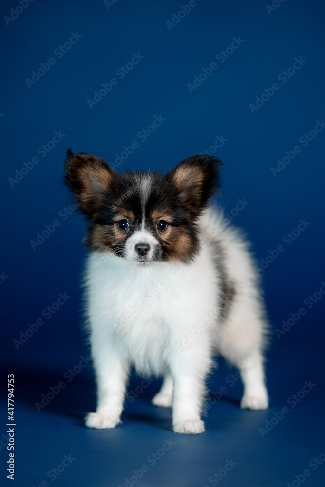 Small puppy of breed Papillon with blue background