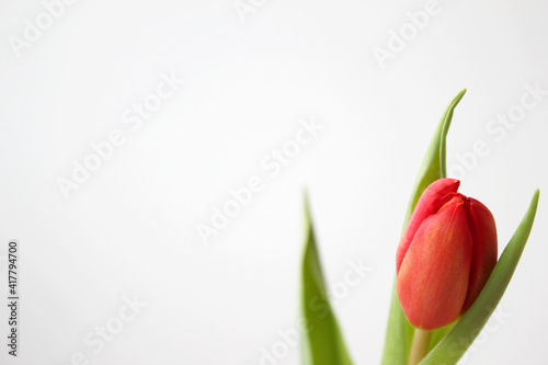 Fototapeta Naklejka Na Ścianę i Meble -  red tulip flowers on a white background. flowers for the holiday on March 8. flowers on the cover of the site.