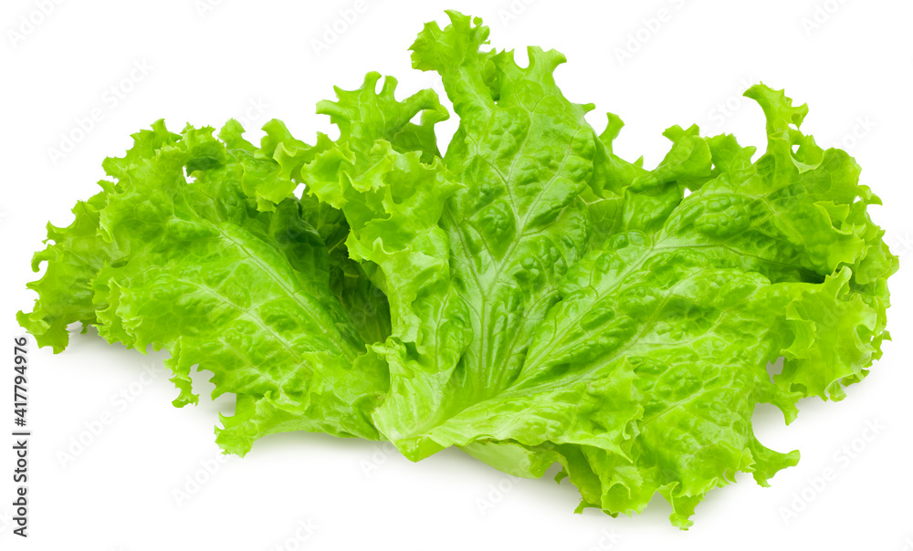 one salad leaf isolated on a white background. full depth of field. clipping path one salad leaf isolated on a white background. full depth of field. clipping path