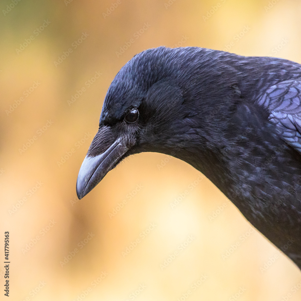 Fototapeta premium Carrion crow portrait of head