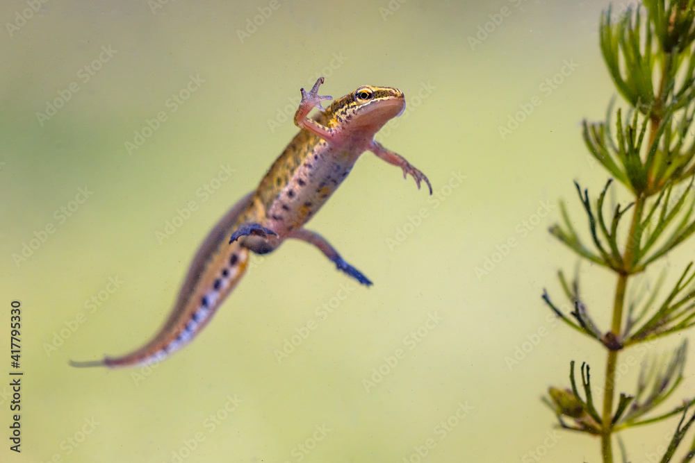 Male Palmate newt swimming in natural aquatic habitat