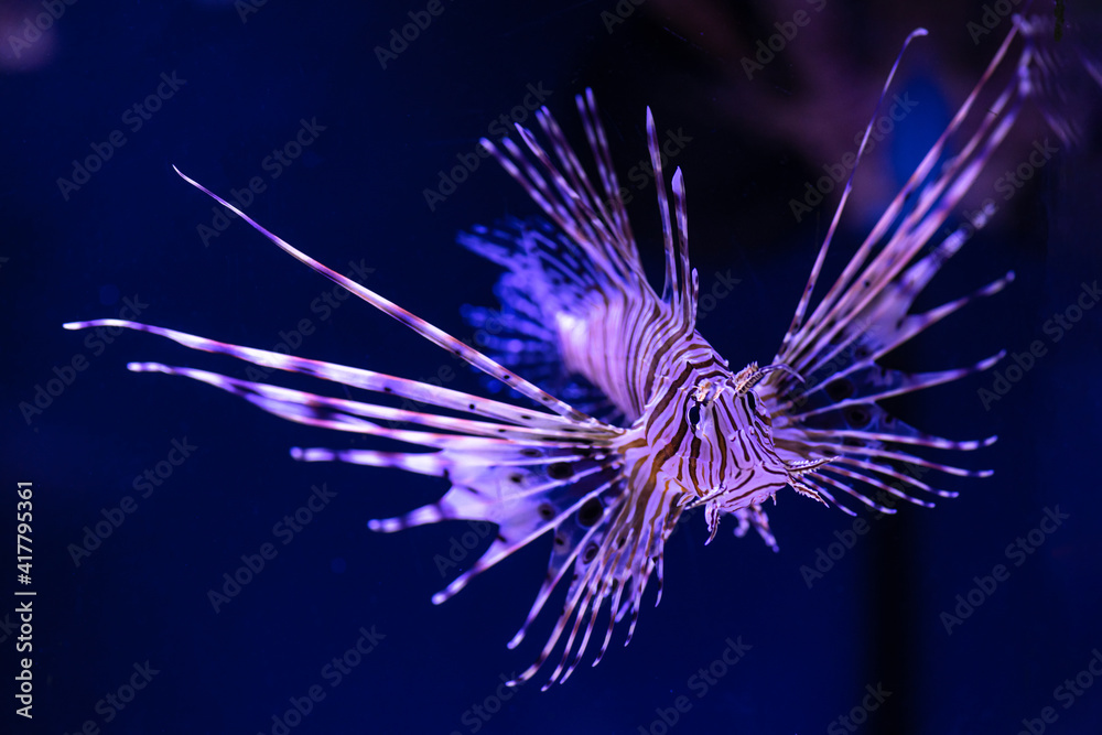 Nice lion fish in sea saltwater aquarium on dark background, ocean wild nature Nice lion fish in sea saltwater aquarium on dark background, ocean wild nature