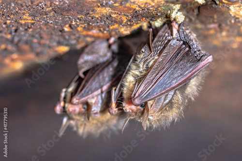Canvas Print Hibernating long-eared bats in a cold cellar