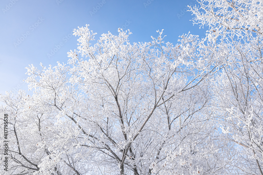 Snow-covered tree branches against the blue sky. Winter's tale.