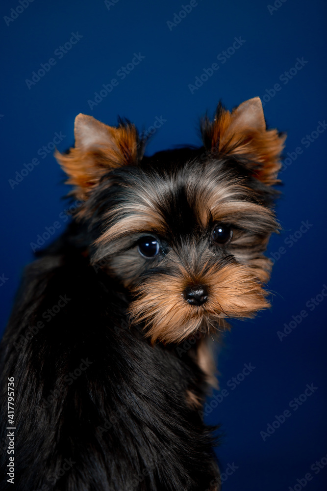 Little beautiful puppies of toy terrier in the studio Little beautiful puppies of toy terrier in the studio
