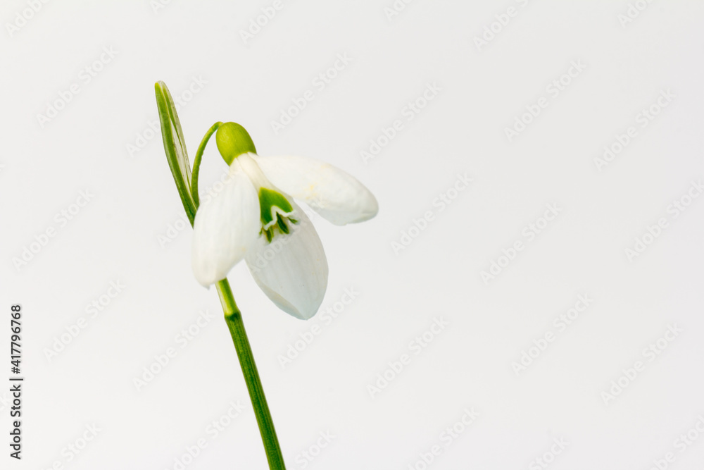 Snowdrop on white background. White springs flower in close-up with copy space. Snowdrop on white background. White springs flower in close-up with copy space.