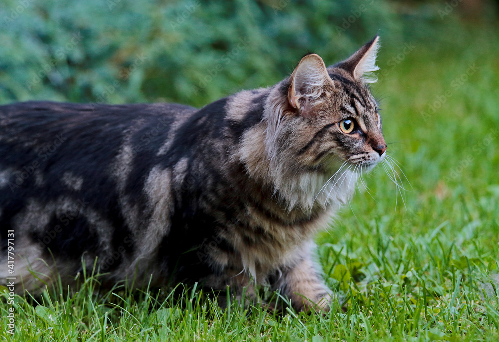 Norwegian forest cat in green grass
