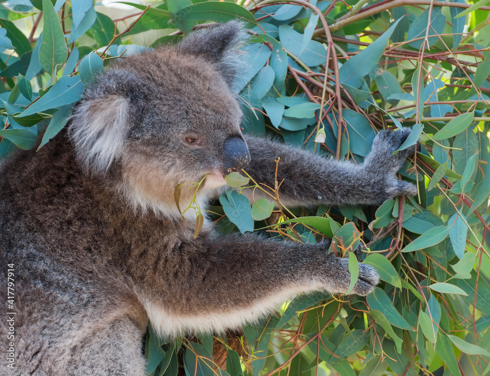 Obraz premium Koala - Phascolarctos cinereus on the tree in Australia,
