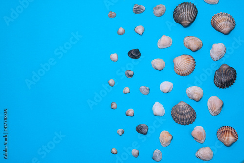 Natural seashells on blue paper. Summer design background with beautiful seashells. Layout. copy space