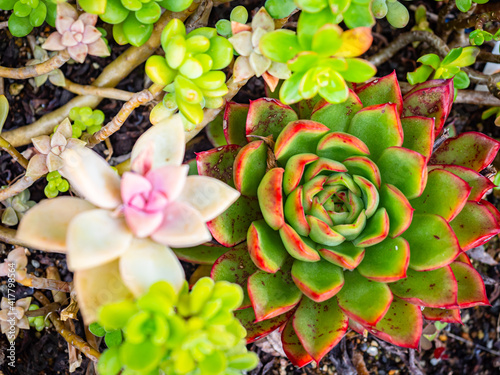 Green Echeveria top view. M...
