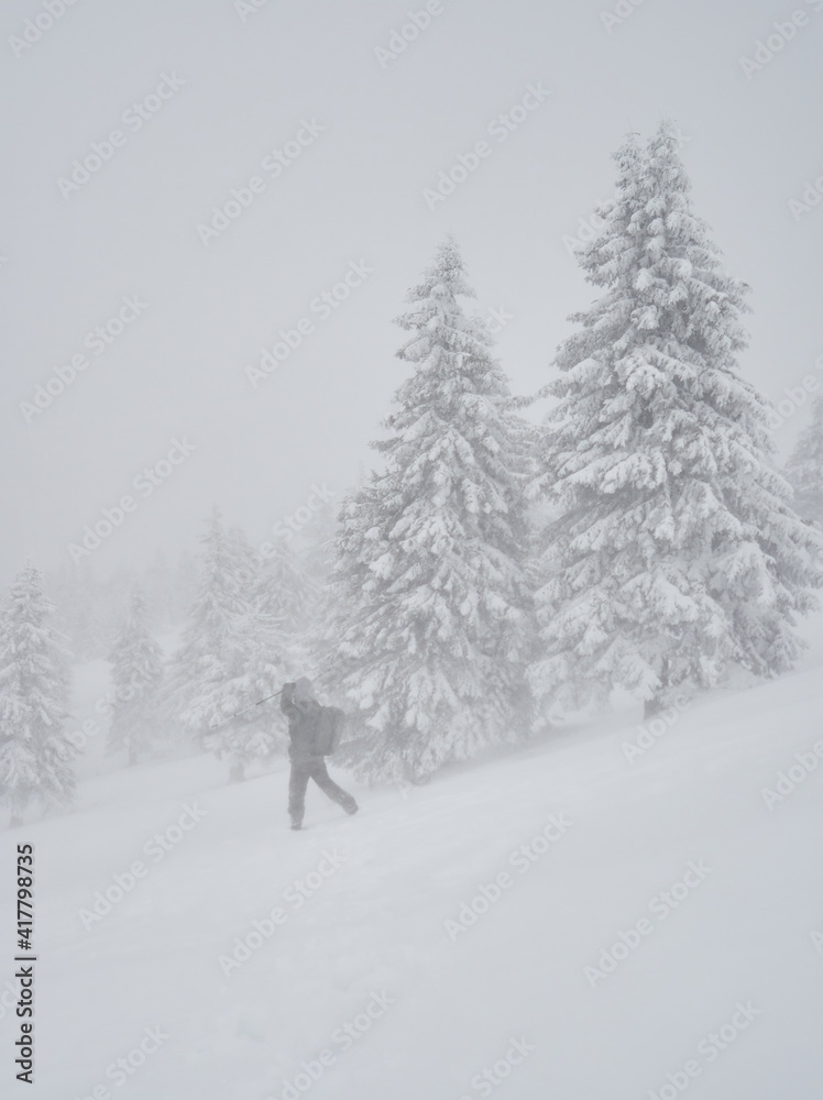 professional photographer with backpack going across coniferous forest during severe snow storm, Ciucas mountains, Romania professional photographer with backpack going across coniferous forest during severe snow storm, Ciucas mountains, Romania