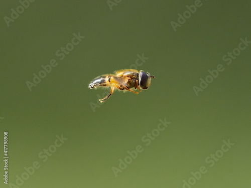 European species of hoverfly (epistrophe eligans) flying photo