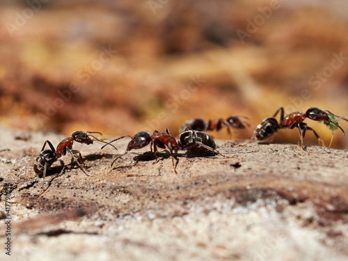ants in natural habitat (Formica rufa) © bereta
