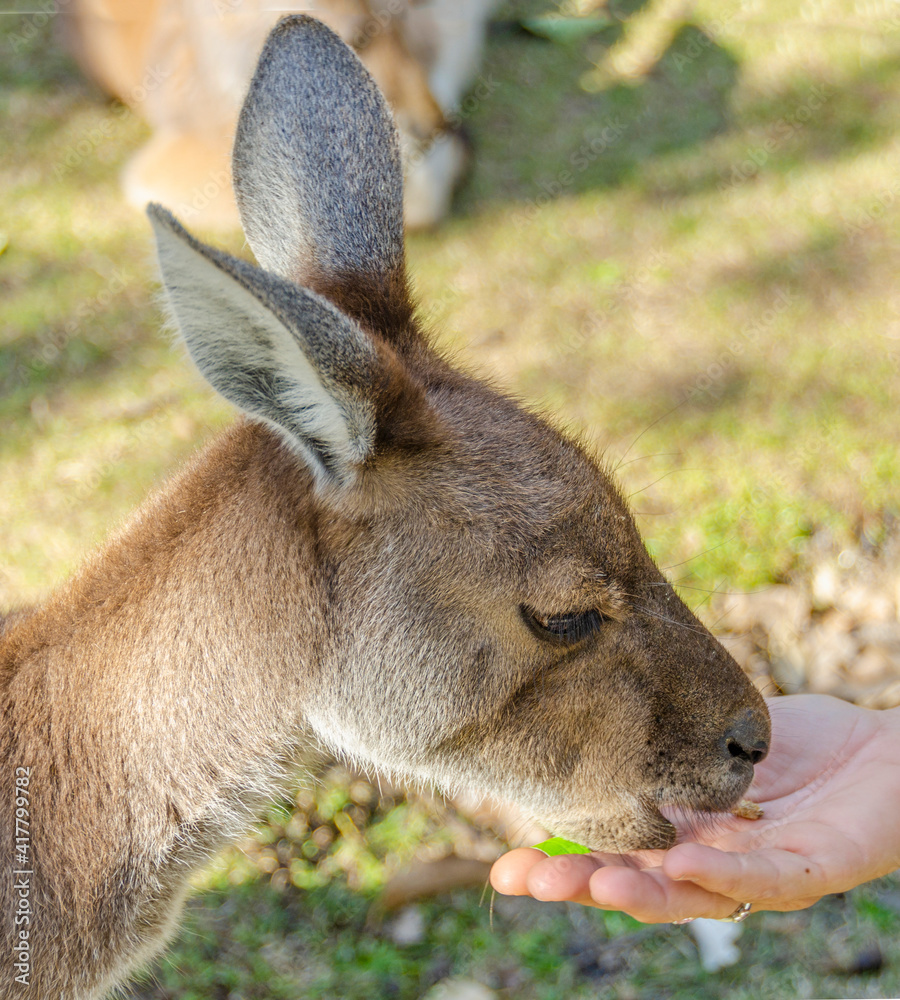 Fototapeta premium Portrait of kangaroo eating from a hand. Feeding Australian animals in nature.