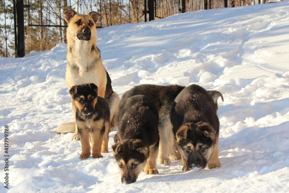Naklejka premium Dogs at an animal shelter. Winter season