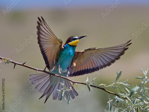european bee-eaters (Merops Apiaster) in natural habitat