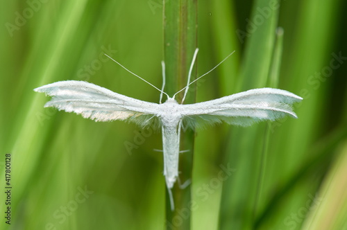 white plume moth in natural habitat (pterophorus pentadactyla)