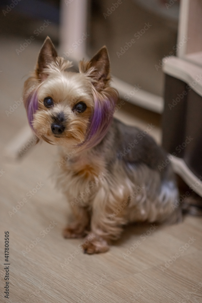 Small Yorkshire Terrier with a stylish haircut from groomers. The puppy has purple hair. Color dog. Animal grooming. Model haircut for a dog. Small Yorkshire Terrier with a stylish haircut from groomers. The puppy has purple hair. Color dog. Animal grooming. Model haircut for a dog.