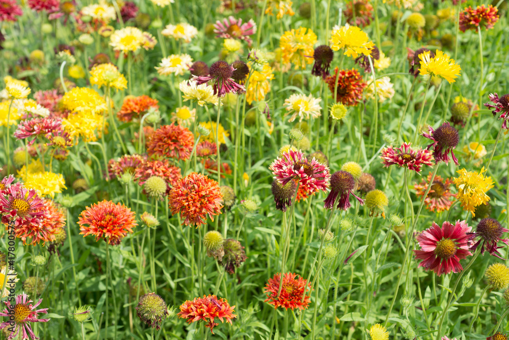 Gaillardia pulchella flowers in the garden close-up