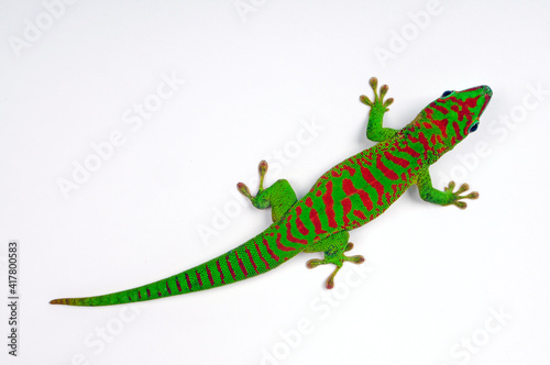 Madagascar giant day gecko // Großer Madagaskar-Taggecko (Phelsuma grandis) photo