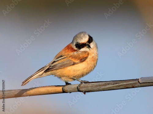 penduline tit in natural habitat (remiz pendulinus) photo