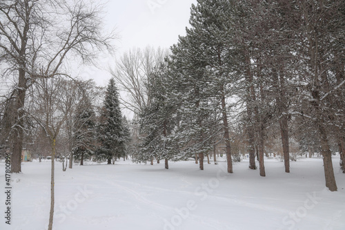 Winter landscape; winter forest background.
